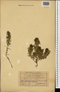 Живучка хиосская (Schreb.) Arcang., Кавказ, Азербайджан (K6) (Азербайджан)