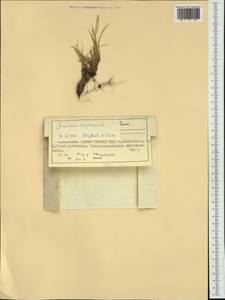 Oreojuncus trifidus (L.) Záv. Drábk. & Kirschner, Западная Европа (EUR) (Норвегия)