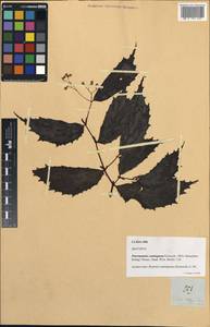 Begonia cumingiana (Klotzsch) A.DC., Зарубежная Азия (ASIA) (Филиппины)