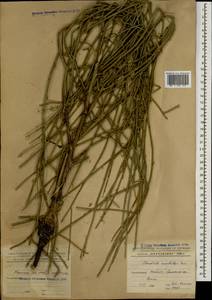 Хондрилла ситниковидная L., Кавказ, Азербайджан (K6) (Азербайджан)