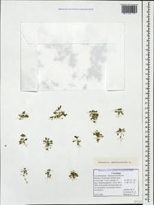 Ясколка пятитычинковая L., Кавказ, Азербайджан (K6) (Азербайджан)