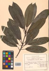 Волчелистник низкий (Maxim. ex Franch. & Sav.) Rosenthal, Сибирь, Дальний Восток (S6) (Россия)