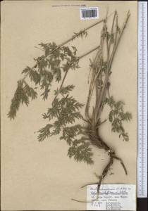 Порезник Шренка C. A. Mey. ex Schischk., Средняя Азия и Казахстан, Памир и Памиро-Алай (M2) (Таджикистан)