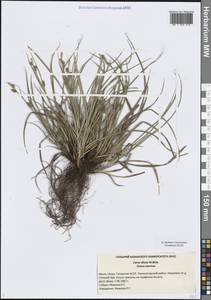 Осока светлая M.Bieb., Восточная Европа, Средневолжский район (E8) (Россия)