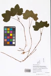 Кривоцвет восточный (L.) Kusn., Восточная Европа, Западный район (E3) (Россия)