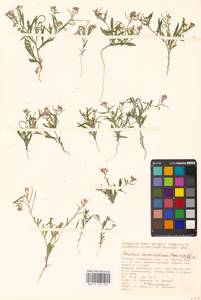 Новочеточник скрученный (Steph.) Hedge & J.Léonard, Восточная Европа, Нижневолжский район (E9) (Россия)