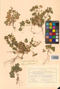 Кислица рожковая L., Сибирь, Дальний Восток (S6) (Россия)