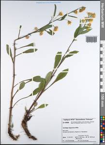 Solidago virgaurea subsp. lapponica (With.) Tzvelev, Сибирь, Центральная Сибирь (S3) (Россия)