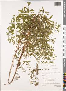 Galium sylvaticum L., Восточная Европа, Центральный район (E4) (Россия)