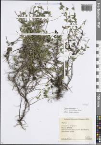 Thymus pannonicus All., Восточная Европа, Московская область и Москва (E4a) (Россия)