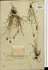 Осока колосистая, Кавказ, Азербайджан (K6) (Азербайджан)