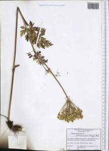 Pteroselinum austriacum (Jacq.) Rchb., Западная Европа (EUR) (Италия)