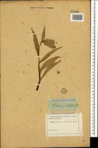 Рябчик широколистный Willd., Кавказ (без точных местонахождений) (K0)