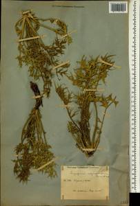 Eryngium billardierei subsp. nigromontanum (Boiss. & Buhse) H. Wolff, Зарубежная Азия (ASIA) (Иран)