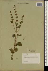 Lamiaceae, Зарубежная Азия (ASIA) (Неизвестно)