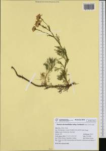 Jacobaea abrotanifolia subsp. tiroliensis (Dalla Torre) B. Nord., Западная Европа (EUR) (Италия)