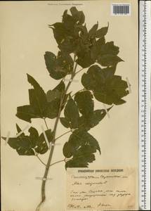 Клен ясенелистный, Клен американский L., Восточная Европа, Нижневолжский район (E9) (Россия)