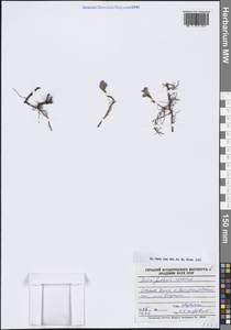 Ива полярная Wahlenb., Сибирь, Центральная Сибирь (S3) (Россия)