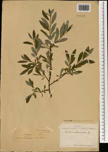 Ива жестеролистная Pall., Монголия (MONG) (Монголия)