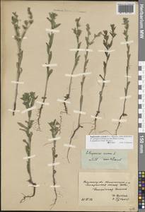 Buglossoides rochelii (Friv.) Stoyanov, Mátis & Sennikov, Восточная Европа, Нижневолжский район (E9) (Россия)