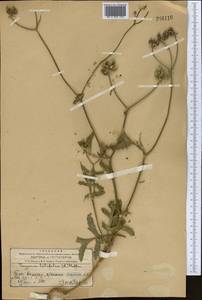 Тургеневия широколистная (L.) Hoffm., Средняя Азия и Казахстан, Западный Тянь-Шань и Каратау (M3) (Казахстан)