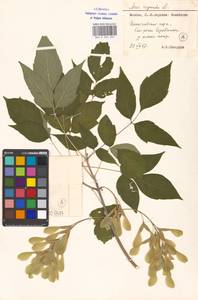 Клен ясенелистный, Клен американский L., Восточная Европа, Московская область и Москва (E4a) (Россия)