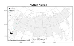 Alyssum hirsutum, Бурачок шершавый M.Bieb., Атлас флоры России (FLORUS) (Россия)