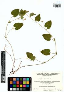 Фиалка собачья L., Сибирь, Прибайкалье и Забайкалье (S4) (Россия)