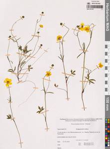 Лютик Тернера, Лютик Турнера Greene, Сибирь, Чукотка и Камчатка (S7) (Россия)