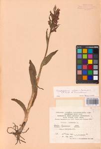 Пальчатокоренник майский (Rchb.) P.F.Hunt & Summerh., Восточная Европа, Северо-Украинский район (E11) (Украина)