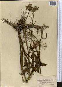 Поручейник широколистный L., Средняя Азия и Казахстан, Северный и Центральный Казахстан (M10) (Казахстан)