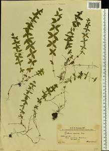Cruciata verna subsp. verna, Восточная Европа, Западно-Украинский район (E13) (Украина)