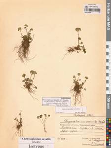 Селезеночник Райта щебнистый (Khokhr.) Vorosch., Сибирь, Чукотка и Камчатка (S7) (Россия)