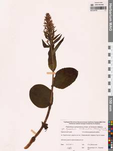 Galearis camtschatica (Cham.) X.H.Jin, Schuit. & W.T.Jin, Сибирь, Чукотка и Камчатка (S7) (Россия)