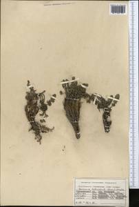 Семеновия разнозубчатая (Korovin) Manden., Средняя Азия и Казахстан, Памир и Памиро-Алай (M2) (Таджикистан)