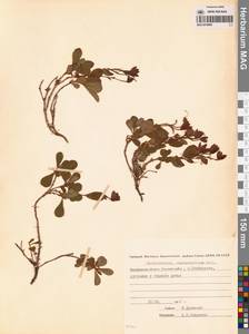 Рододендрон камчатский Pall., Сибирь, Чукотка и Камчатка (S7) (Россия)