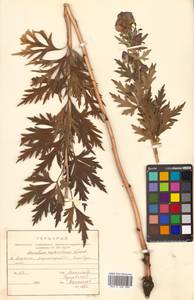 Aconitum sachalinense subsp. neokurilense (Vorosch.) Luferov, Сибирь, Дальний Восток (S6) (Россия)