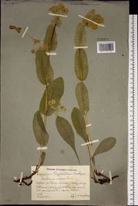 Володушка золотистая Fisch., Сибирь, Алтай и Саяны (S2) (Россия)