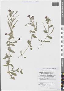 Кипрей волосистый, Кипрей мохнатый L., Средняя Азия и Казахстан, Памир и Памиро-Алай (M2) (Узбекистан)