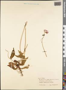 Magnoliopsida, Австралия и Океания (AUSTR) (Французская Полинезия)