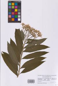 Крестовник приречный L., Восточная Европа, Московская область и Москва (E4a) (Россия)