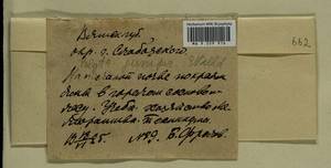 Polytrichum juniperinum Hedw., Гербарий мохообразных, Мхи - Пермский край, Удмуртия, Свердловская и Кировская области (B8) (Россия)