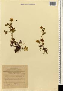 Лапчатка ползучая L., Кавказ, Азербайджан (K6) (Азербайджан)