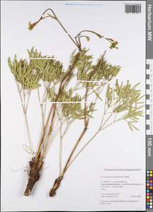 Горичник русский M.Bieb., Восточная Европа, Нижневолжский район (E9) (Россия)