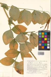 Чина Давида Hance, Сибирь, Дальний Восток (S6) (Россия)