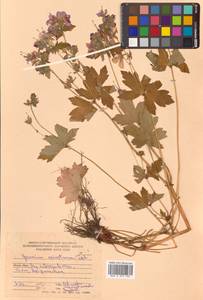 Герань плоскоцветковая Duthie, Сибирь, Дальний Восток (S6) (Россия)