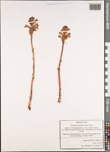 Фелипанхе пурпурная, Заразиха пурпурная (Jacq.) Soják, Кавказ, Дагестан (K2) (Россия)