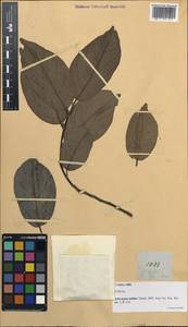Artocarpus nitidus Trec., Зарубежная Азия (ASIA) (Филиппины)