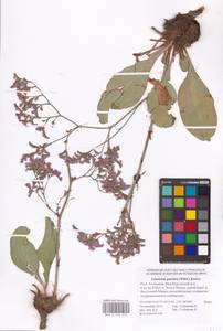 Limonium gmelini (Willd.) Kuntze, Восточная Европа, Нижневолжский район (E9) (Россия)