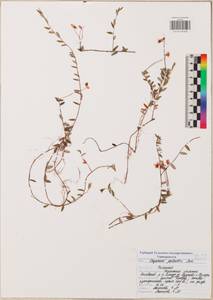 Клюква болотная, Клюква обыкновенная L., Восточная Европа, Центральный район (E4) (Россия)